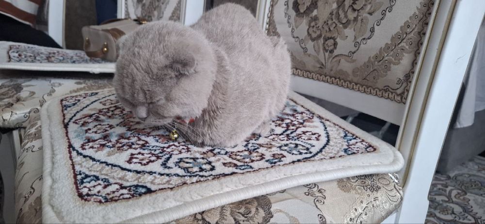 Продается кошка скоттиш фолд