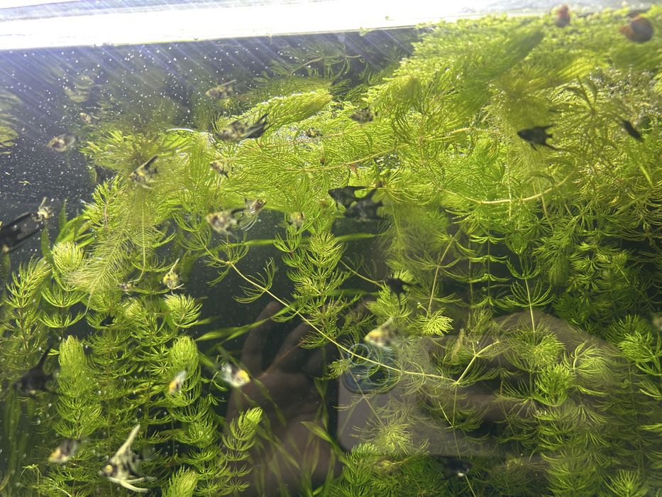 Продам мальков скалярии