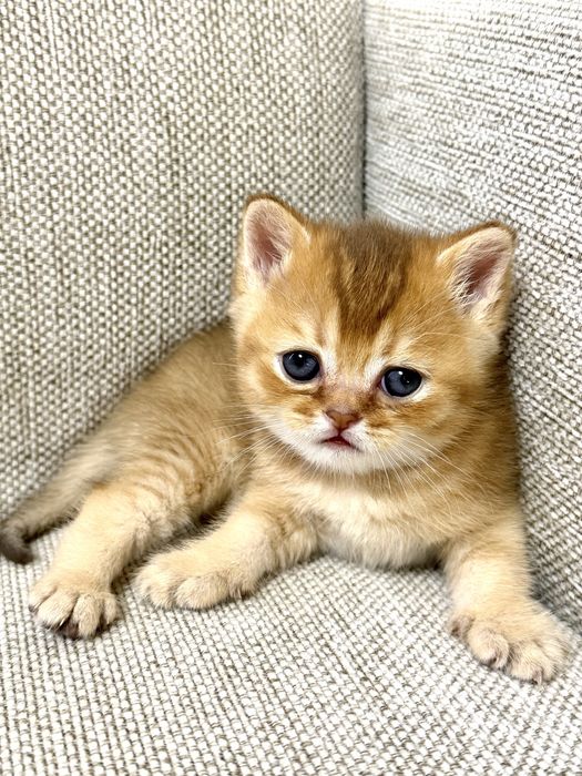 Pisic British Shorthair: culoare rară, pedigree, teste genetice complete