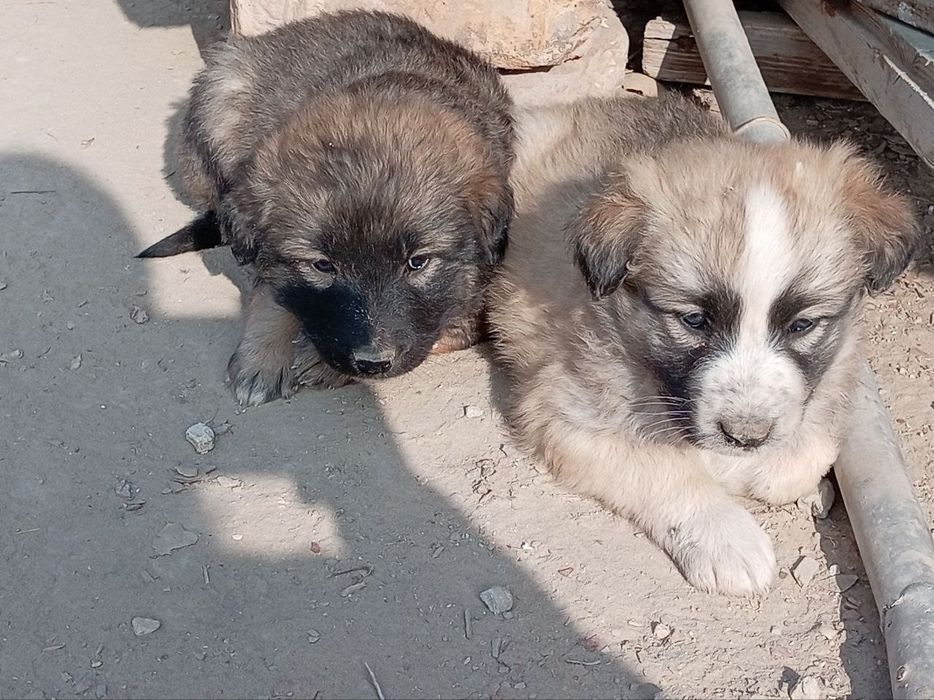 Кушиклер кыз бари бесплатный кимге керек алын керек болса