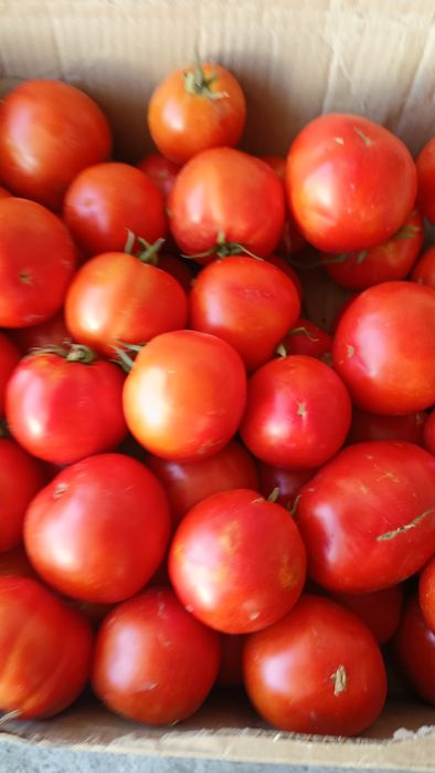 Продам помидоры сорт Бобкат