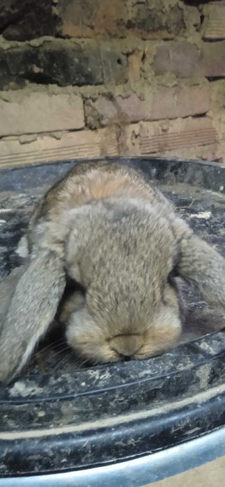 Зайци, френски кочовати