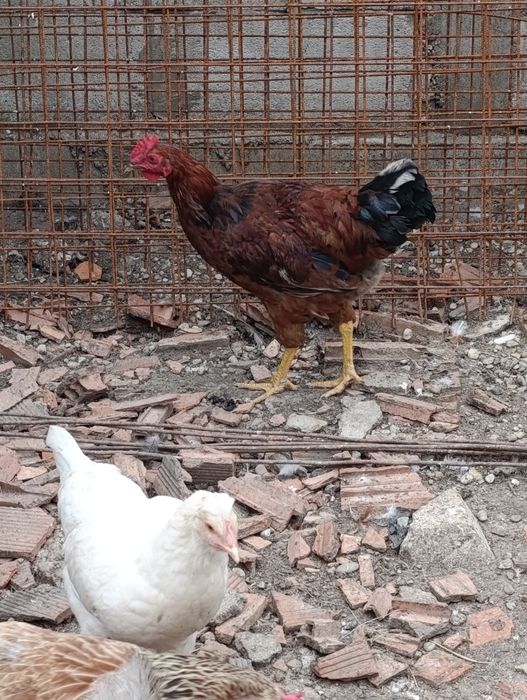 Cocoși cocosi...