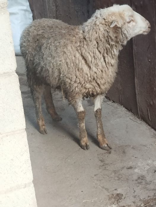 Продам барашка жирный