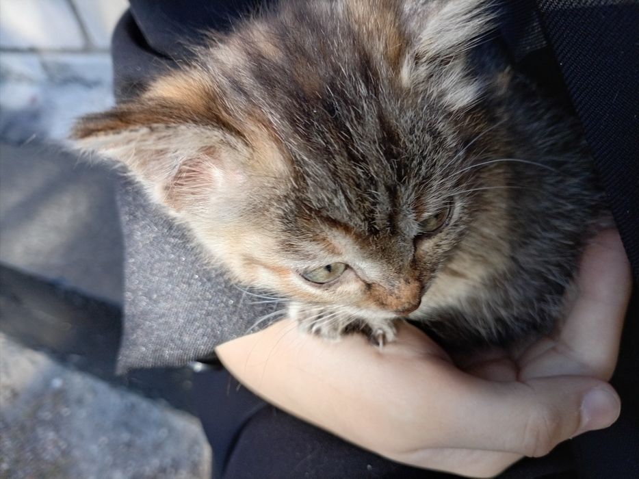 Отдам котёнка в хорошие руки