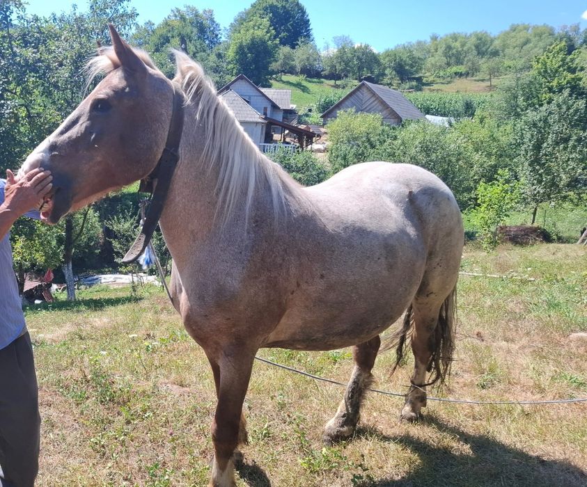 Vând cal in localitatea Săcel,de 9 ani