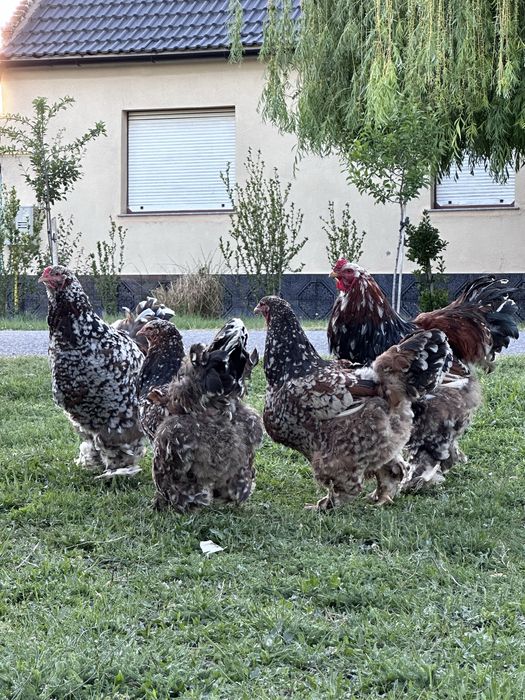 Am de vanzare oua de Brahma Portelan