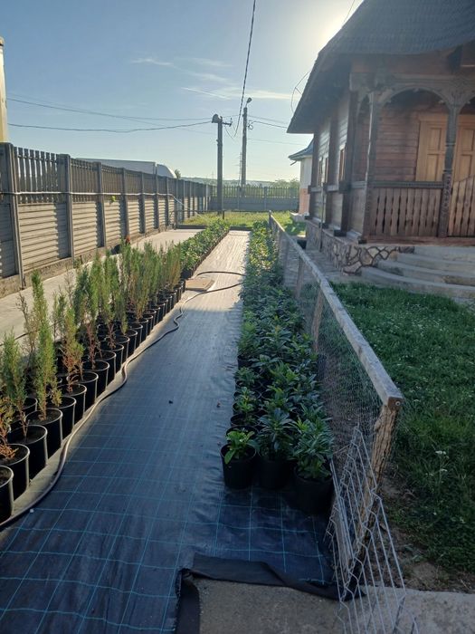 Vînd prunus laurocerasus,,chiparos tottem,albiția ,