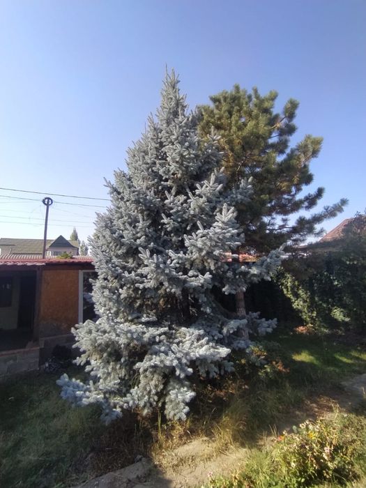 Продам 2 голубые ели и сосну