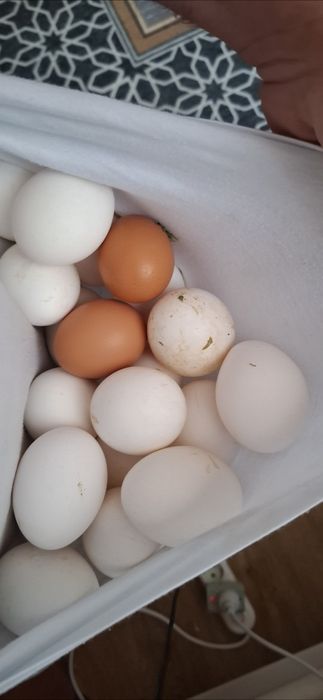 Тухимни  сифатлиги