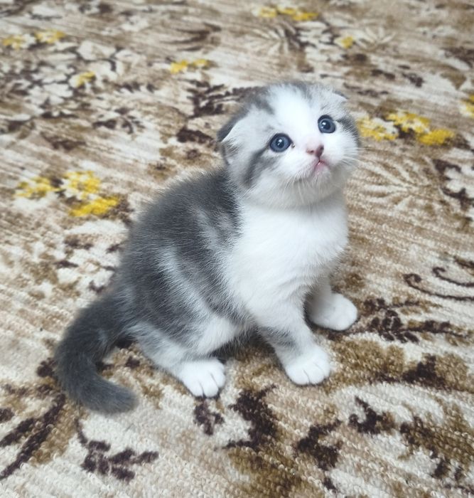 Шотландские котята