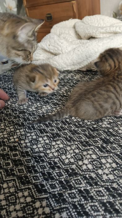 Отдам веслоухих котят