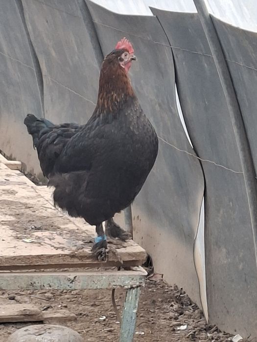 1+1 Маран сотилади