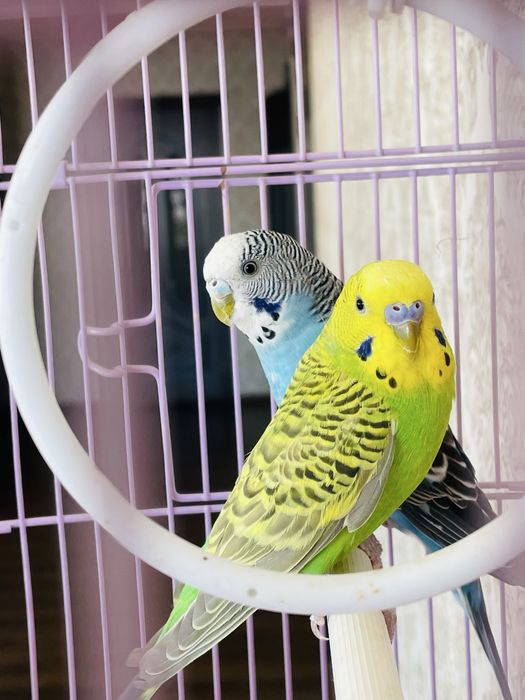 Попугай попугаи пара попугаев