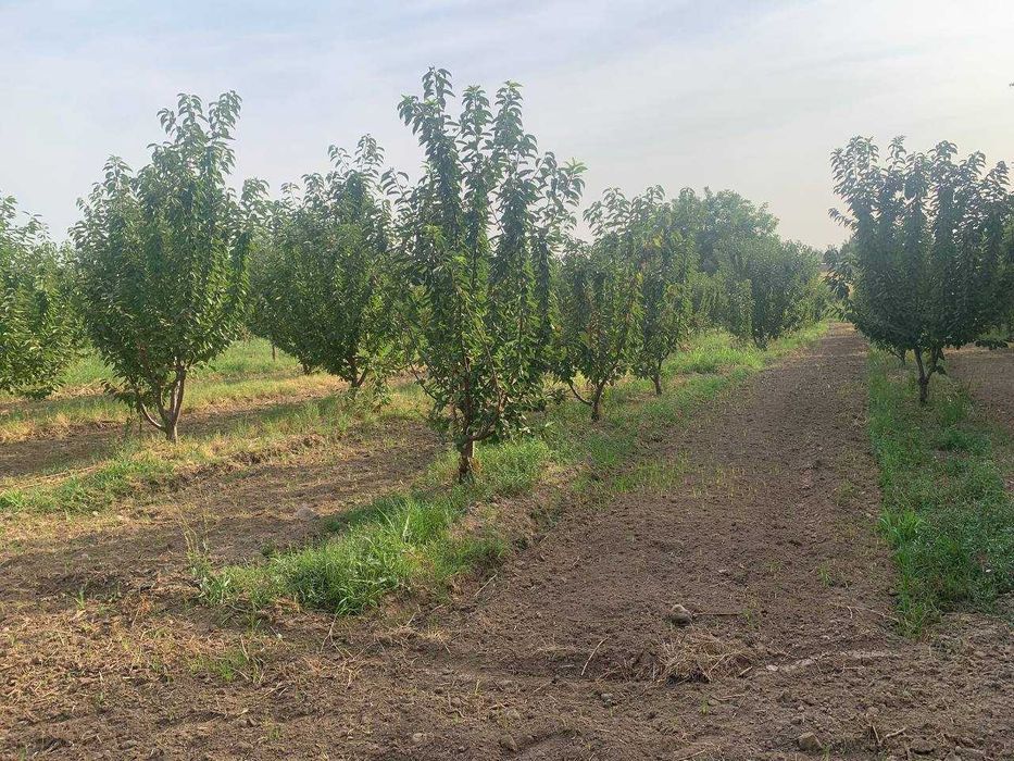 Bog` giloz bog 100ta sotixi 1500$dan kelishamiz