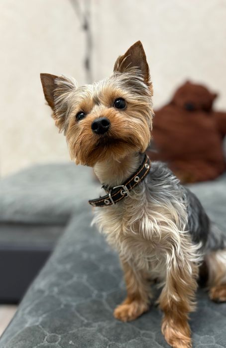 Вязка мини Йоркширский терьер