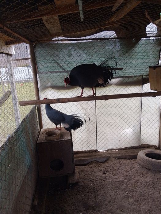 Fazani exotici  urecheati