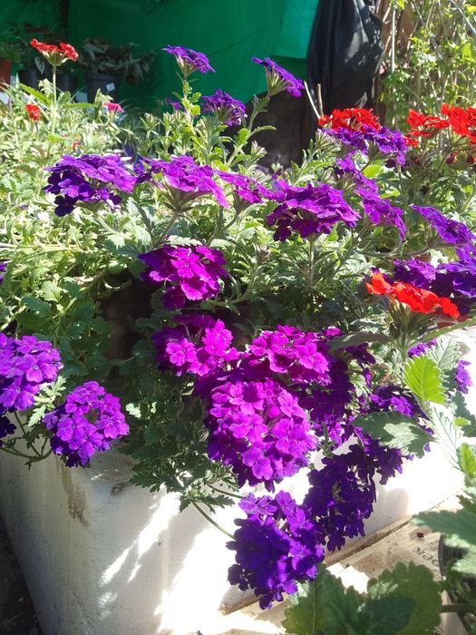 Многолетние и комнатные цветы