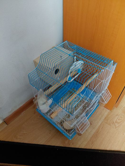 Peruș   cu   colivie