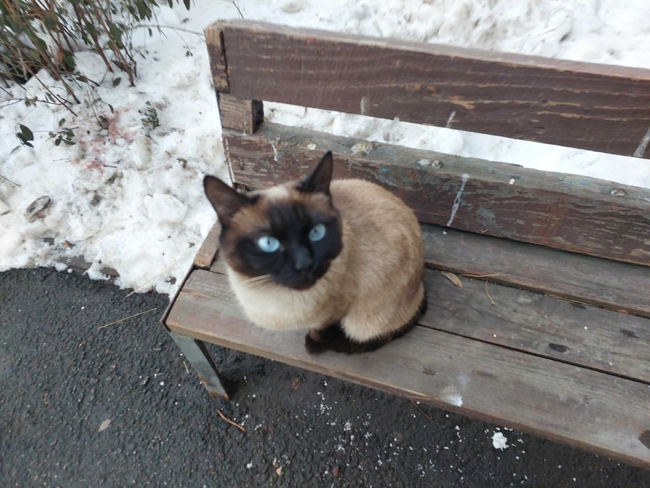 Сиамская кошка, меньше года