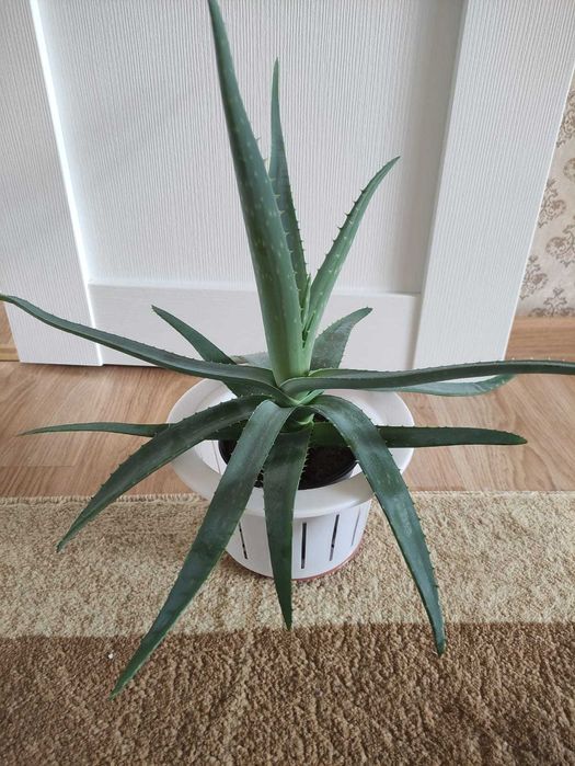 Алоэ крупное по 3000