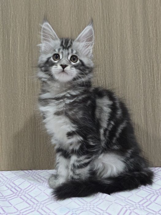 Мейн-кун девочка