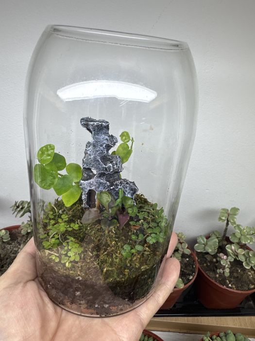 Поодам флорариум со мхом!!!
