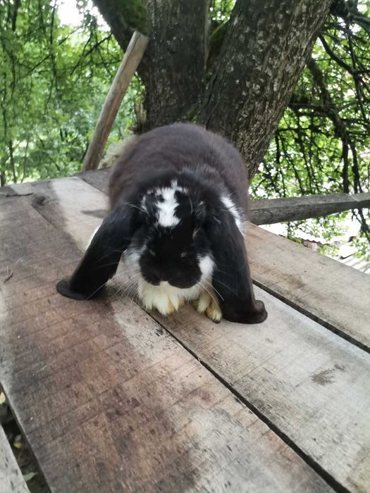 Iepuri berbec german