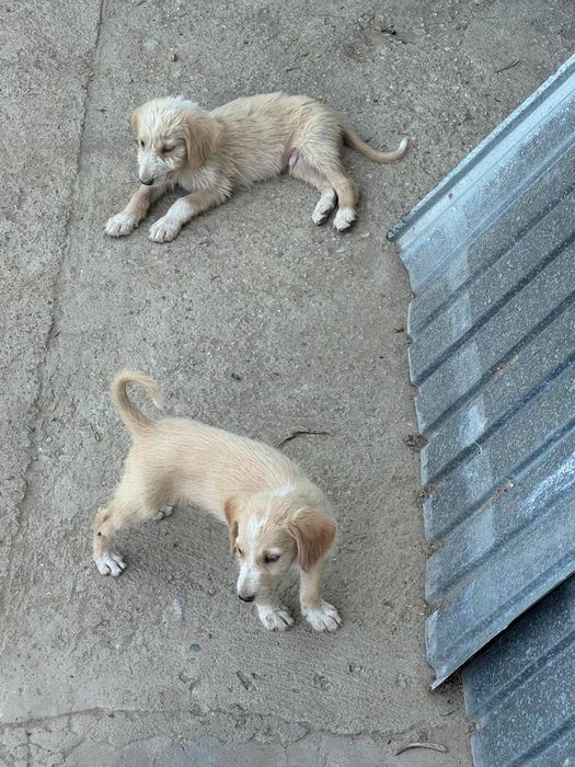 Щенята в добрые руки