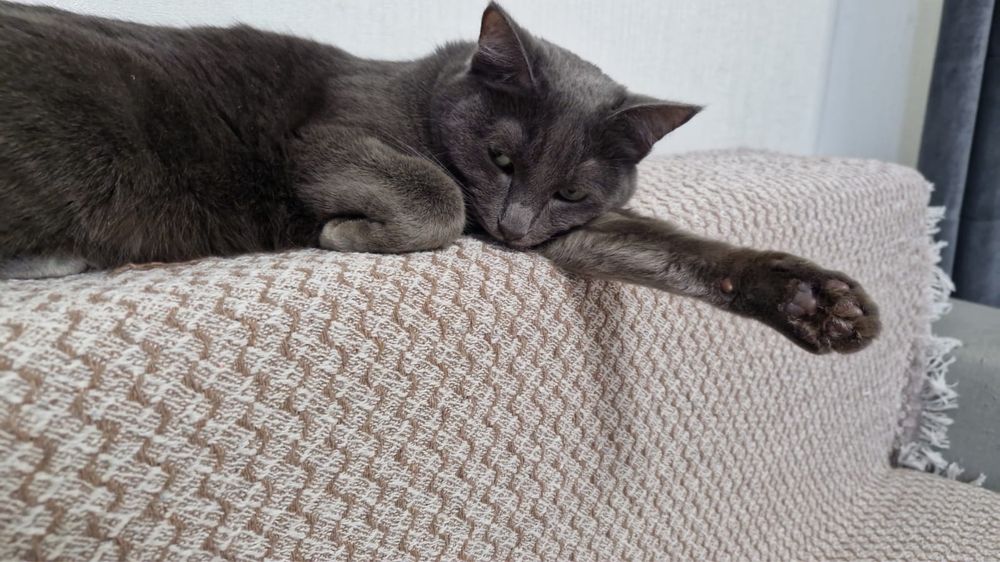 Отдам кошку в добрые руки!