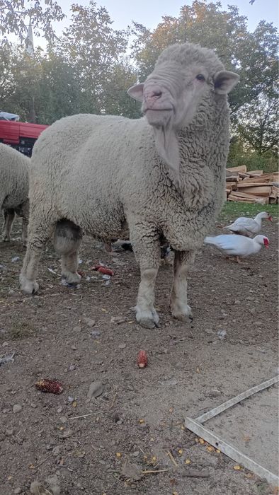 vand berbec merinos