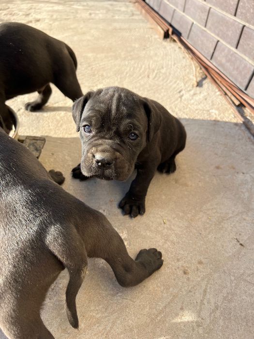 Животные, собаки