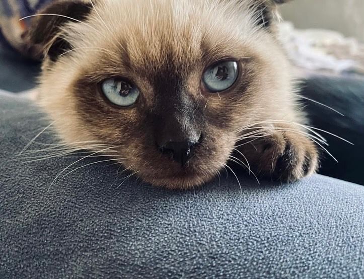 Отдам котенка,  к лотку приучен