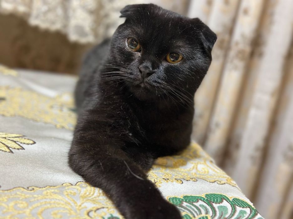 Пристраиваются котята