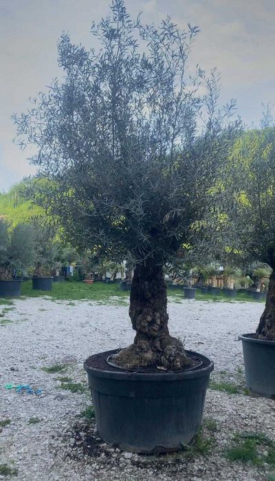 Măslini Mediteraneeni | Eleganță pentru Orice Spațiu Exterior