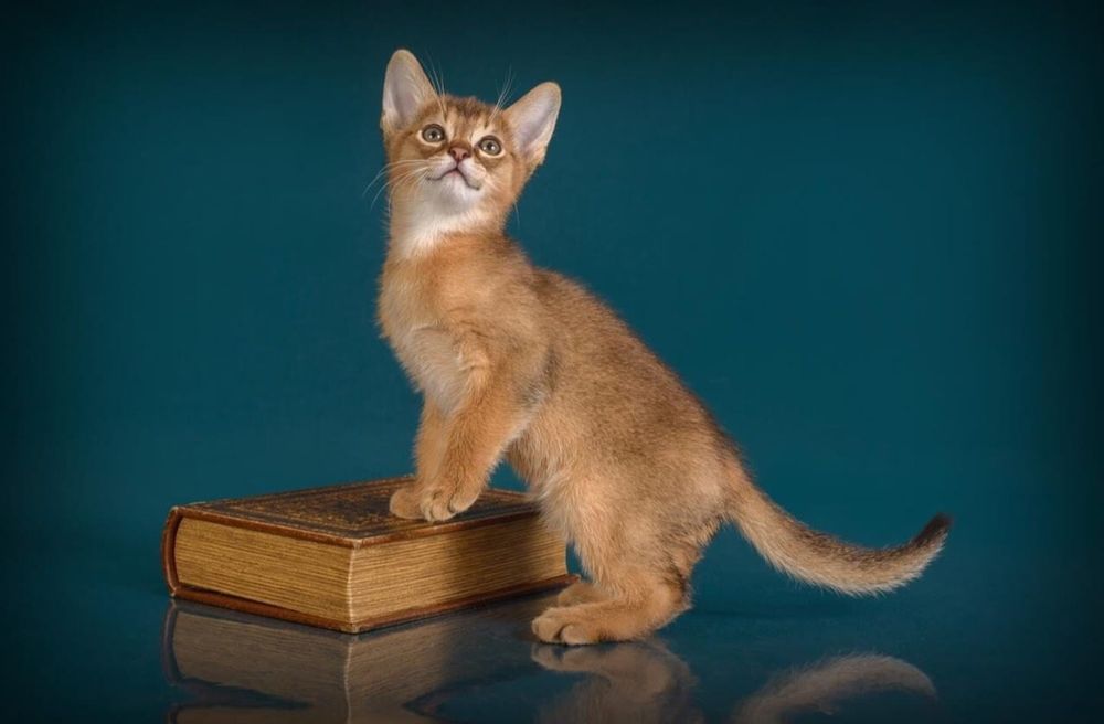 ЧАУЗИ с Документами и ТИТУЛАМИ