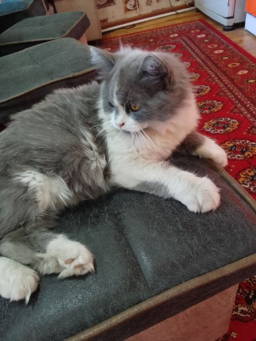 Скотиш страет. Хеланд.