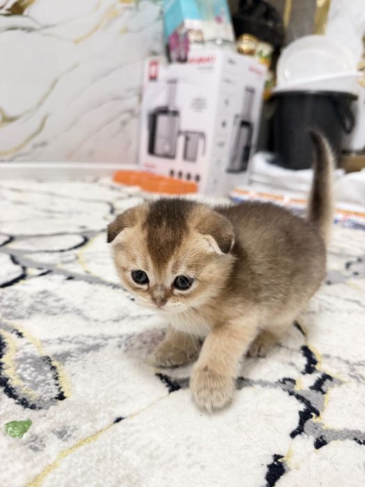 Котята золотая шиншила