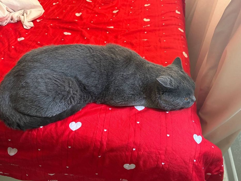 Scottish fold ona bola