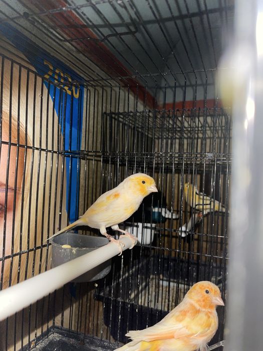 Kanareyka nar moda para