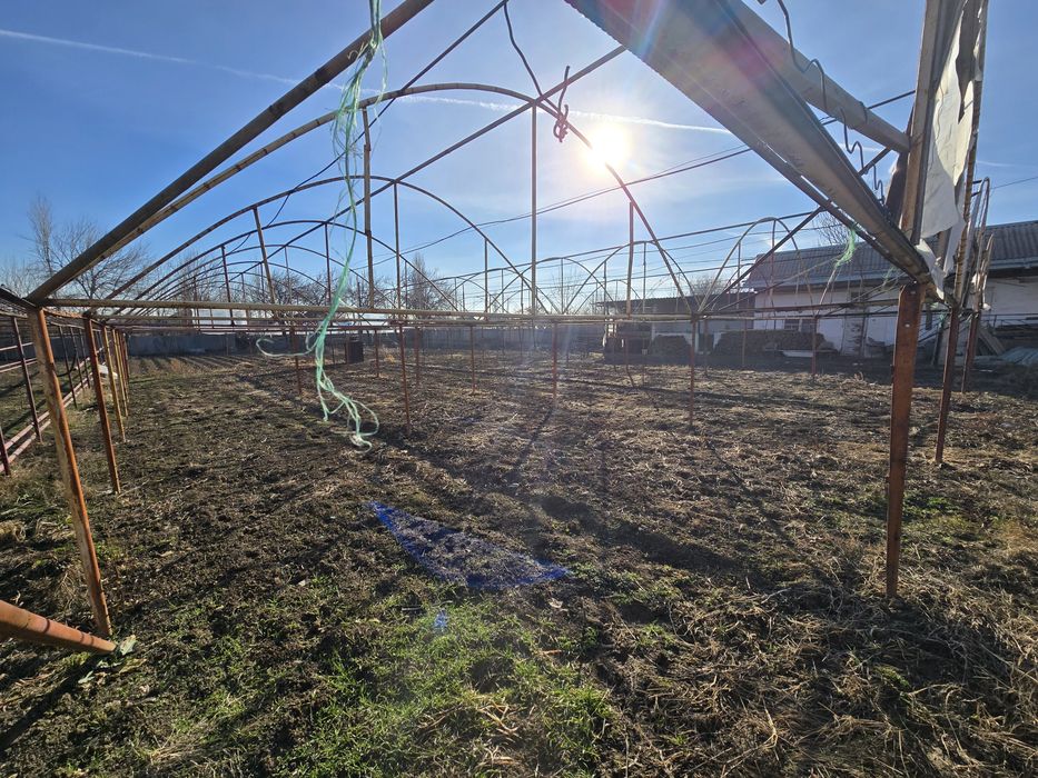 Теплица дмитровта