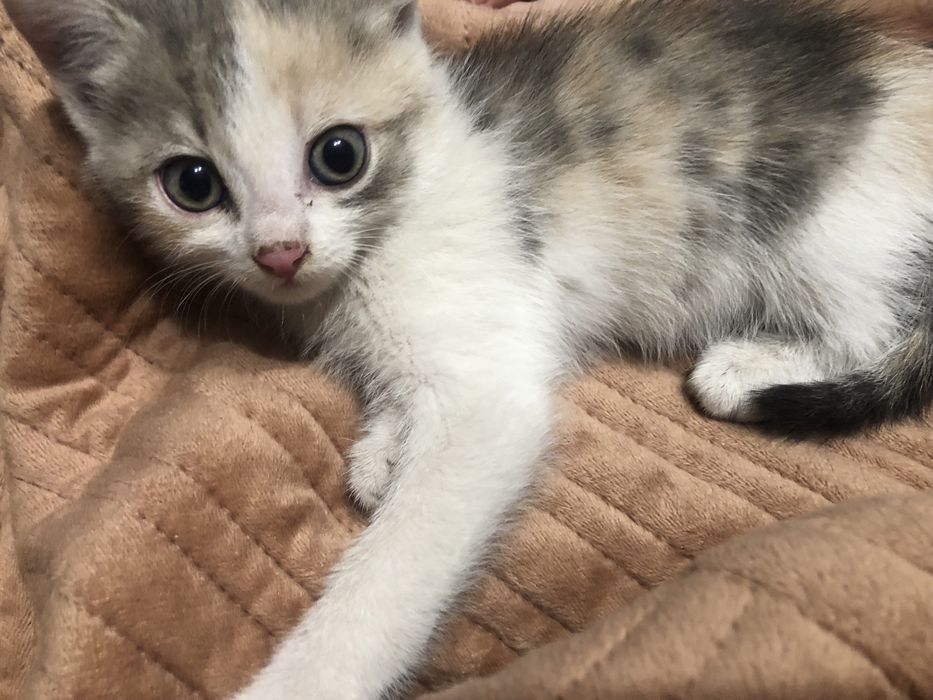 Отдам котенка девочку срочно