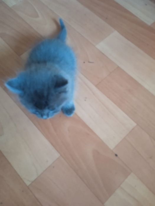 Продам Котят британцев