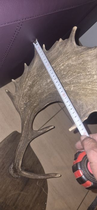 Vand trofeu cerb lopatar