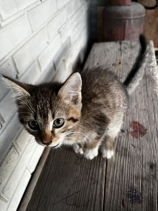 Отдам котенка 2 месяца