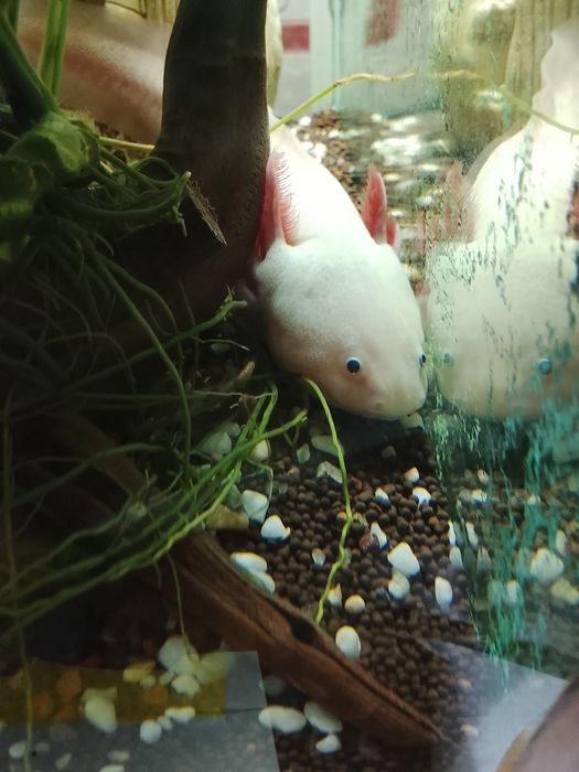 Аксолотли в продаже