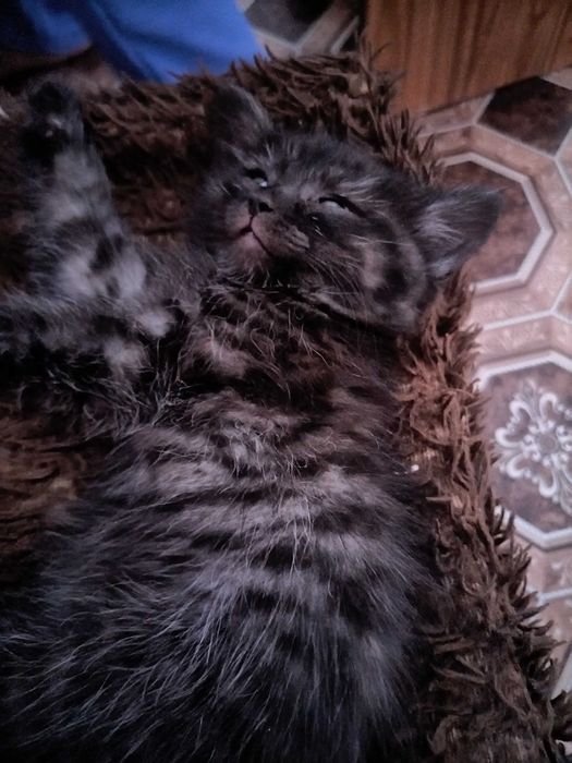 Отдам котёнка в добрые руки