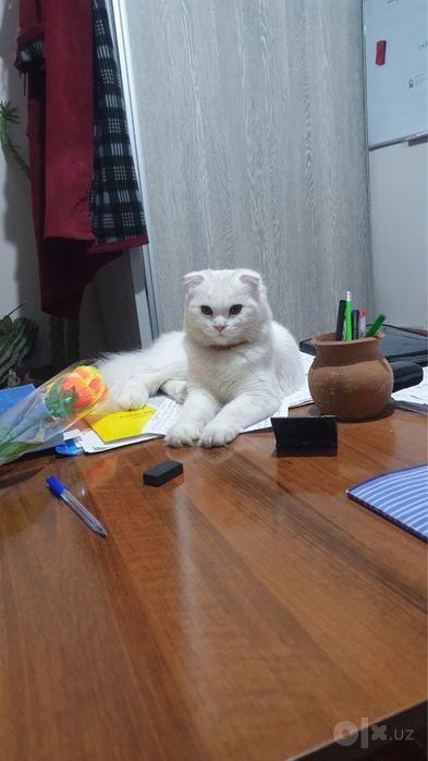 Белый скоттиш страйт 2 месяца