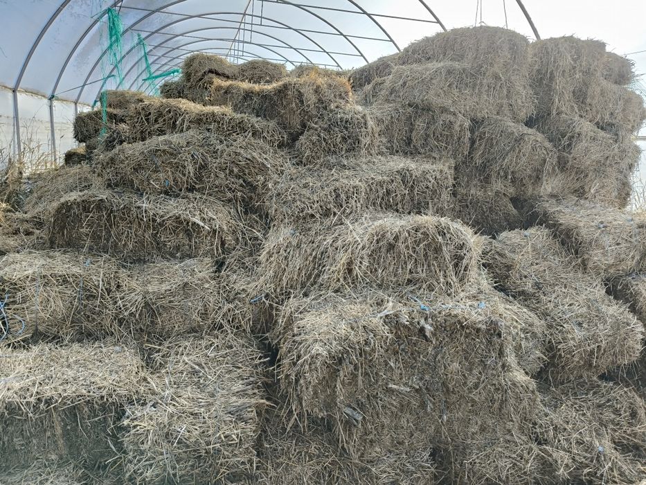 Vând baloți lucernă