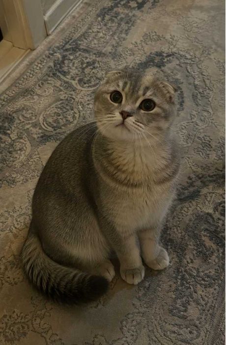 Скоттиш фолд мушук